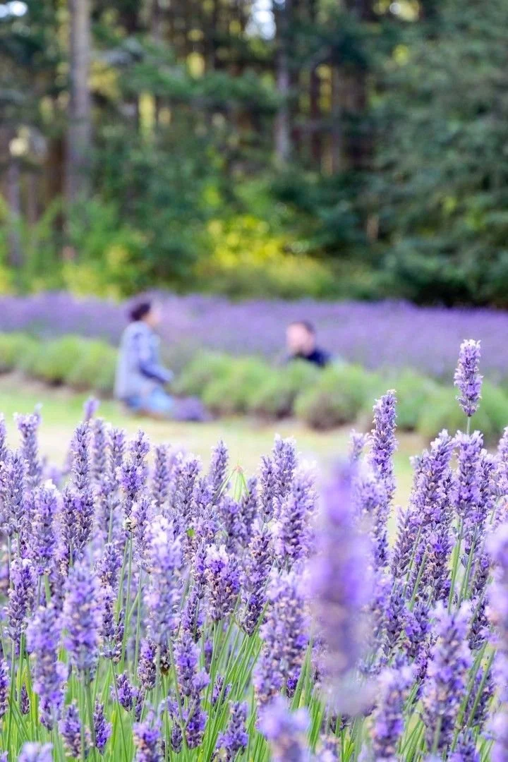 Lavender Folks.jpg