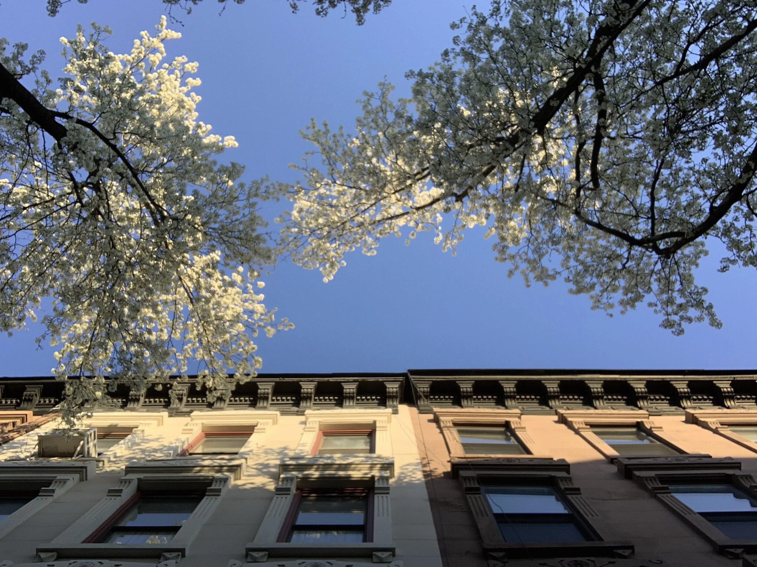 Outside Vyoma Venkatraman's home in New York City
