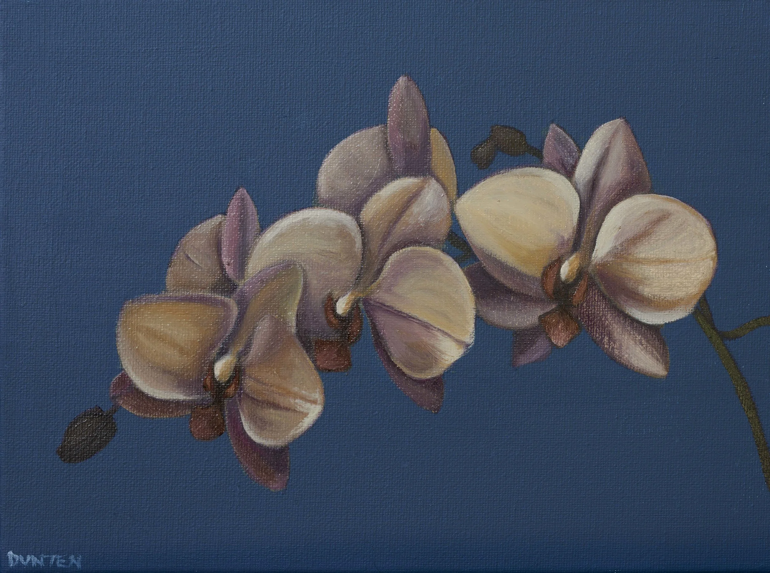   Little Orchid  