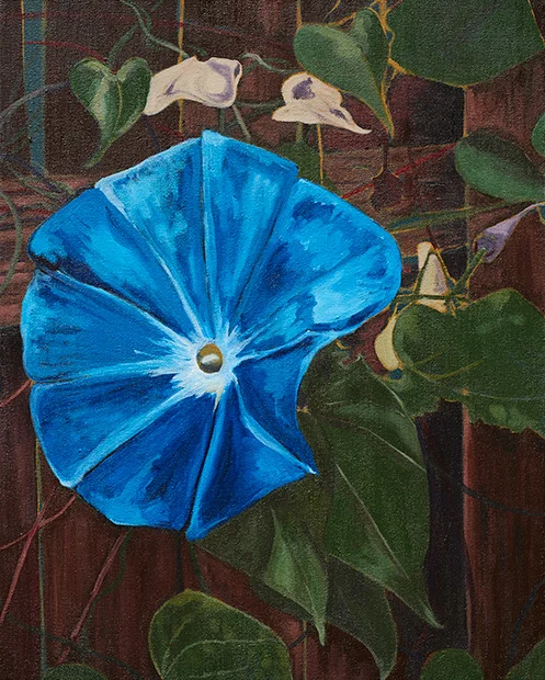   Morning Glory  