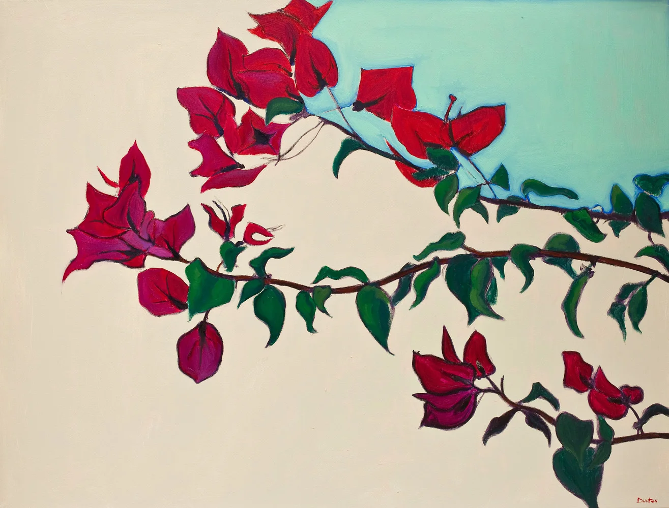   The Bougainvillea  