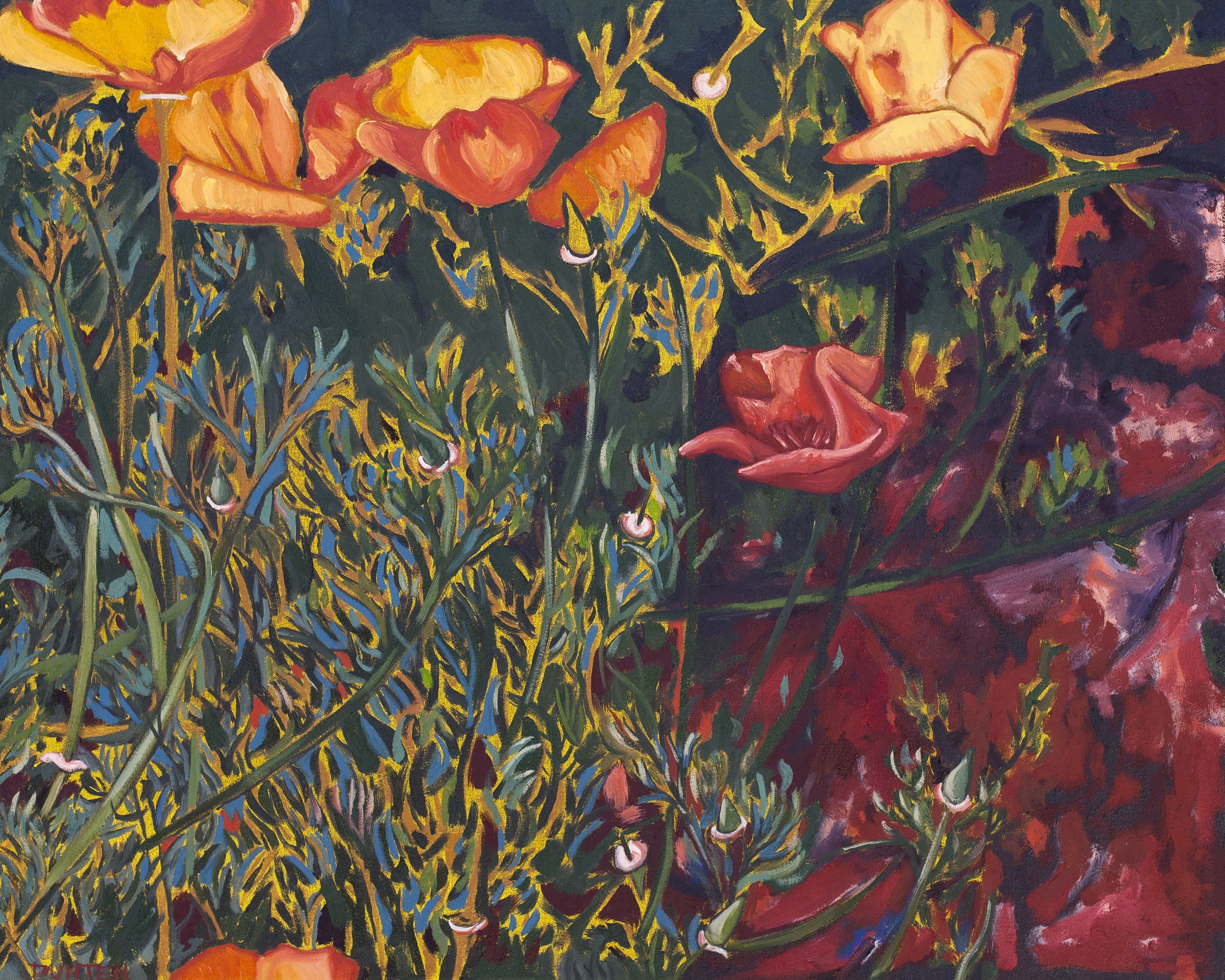   California poppies  