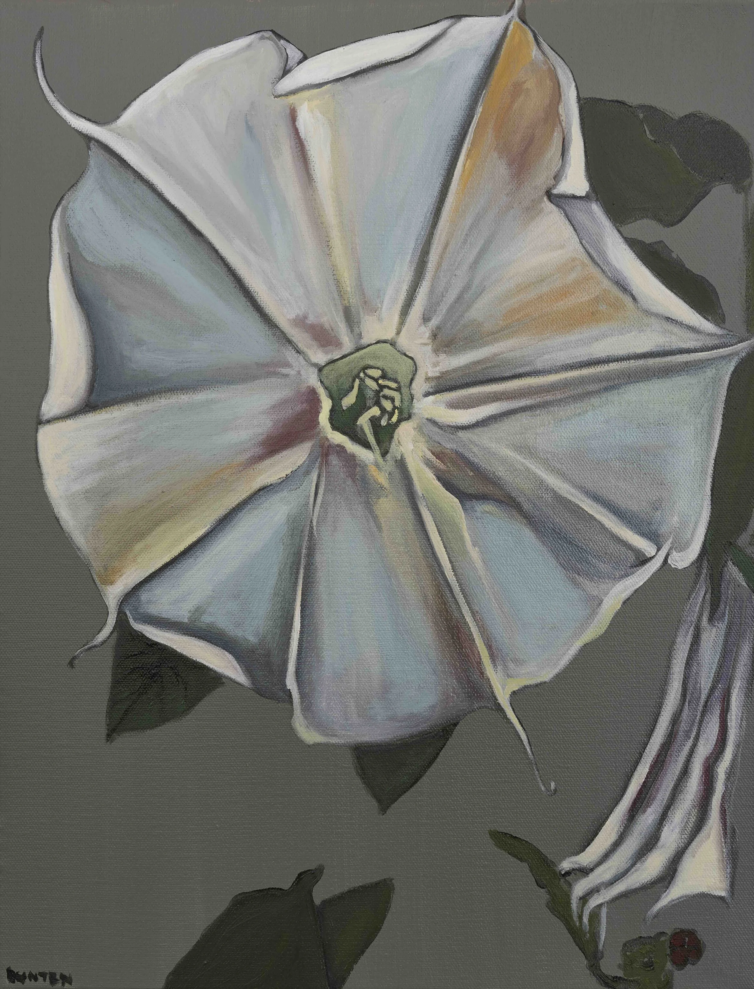  Datura 
