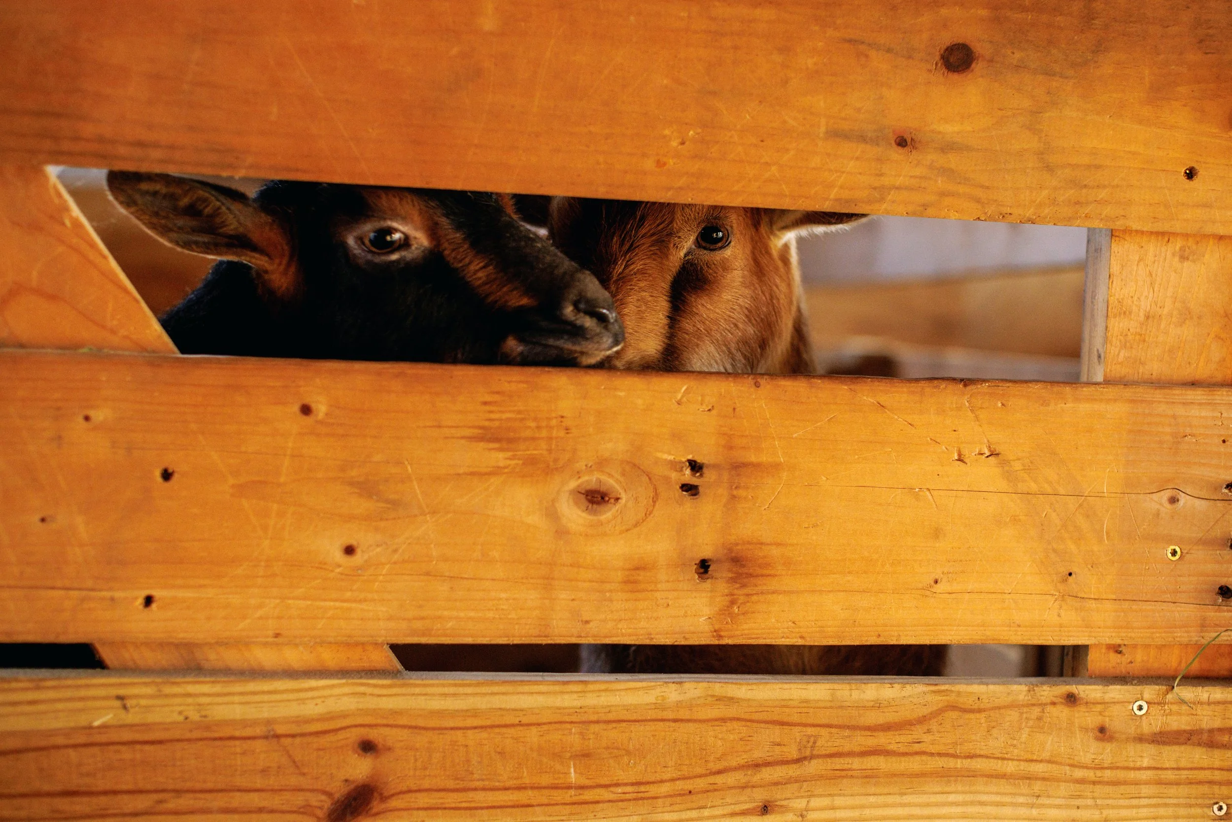 Baby Goat Deposit