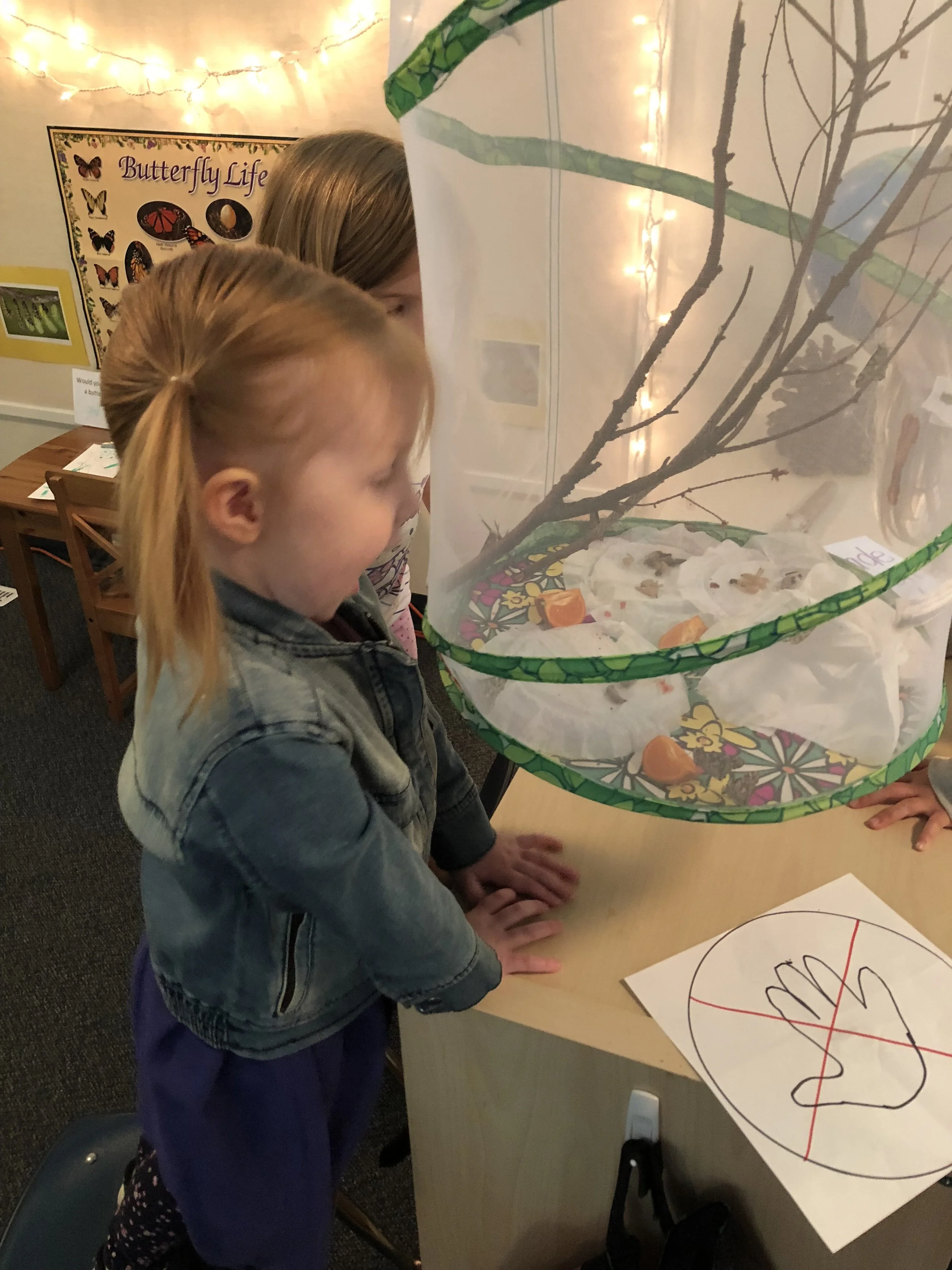 Caterpillar Transformations