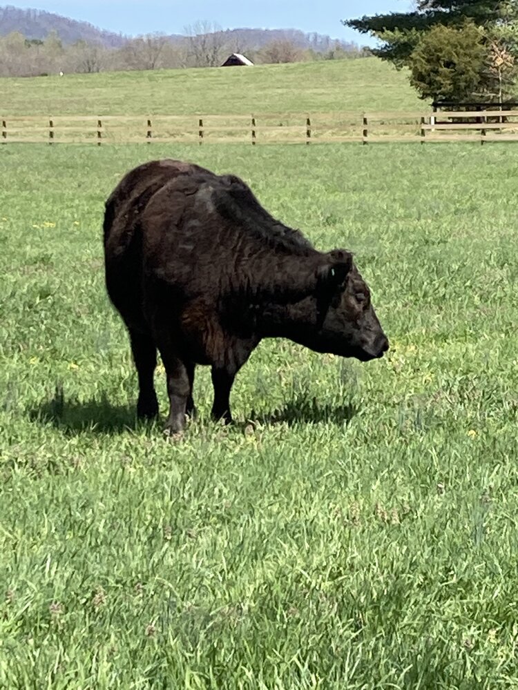 Angus Limousine Beef grassfed beef.jpeg