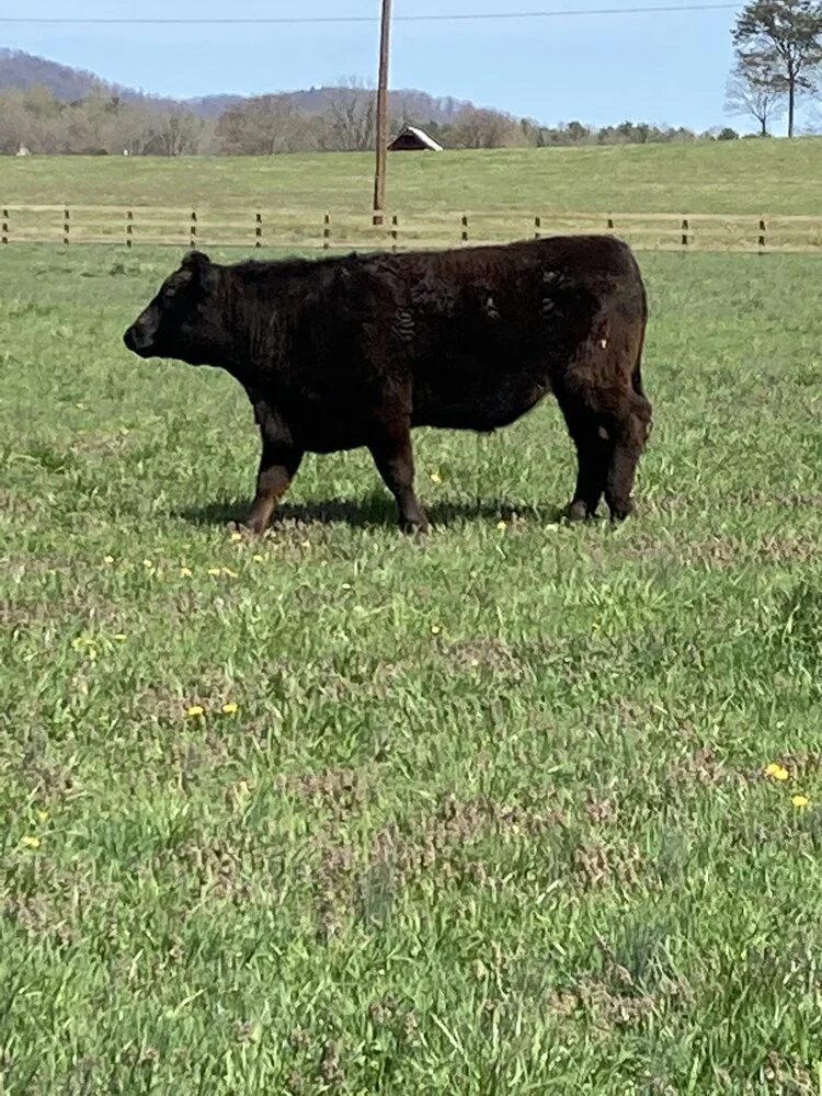 Grassfed limosiune cattle EWF.jpeg