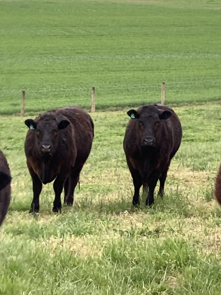 Grassfed beef v2 EWF.jpeg