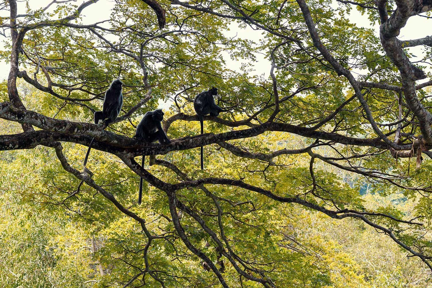 silver-leaf-monkey-malaysia18-Edit.jpg