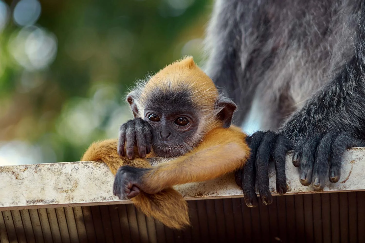 silver-leaf-monkey-malaysia6-Edit.jpg