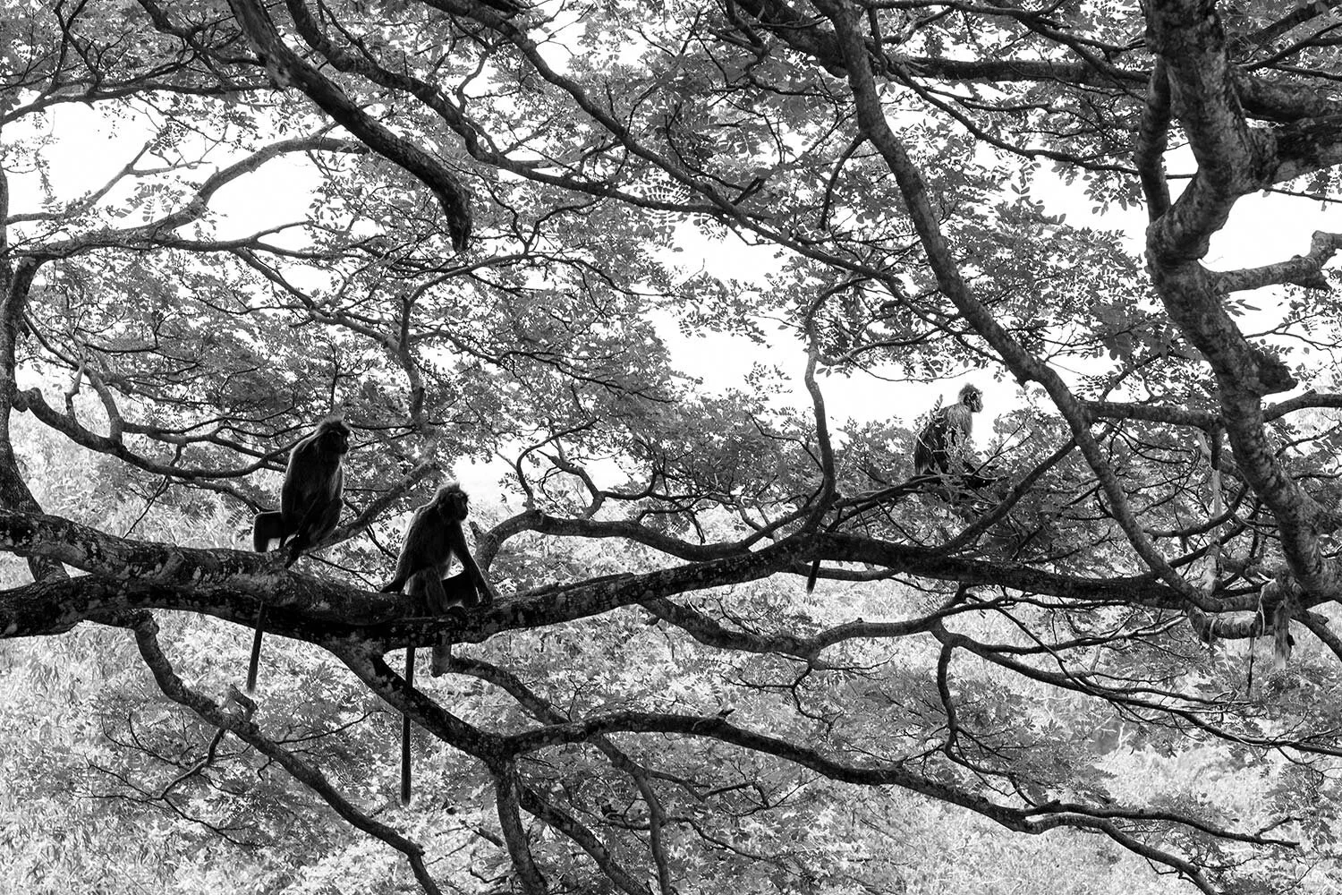 silver-leaf-monkey-malaysia19-Edit-2.jpg
