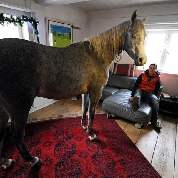 Horse in the Living Room?
