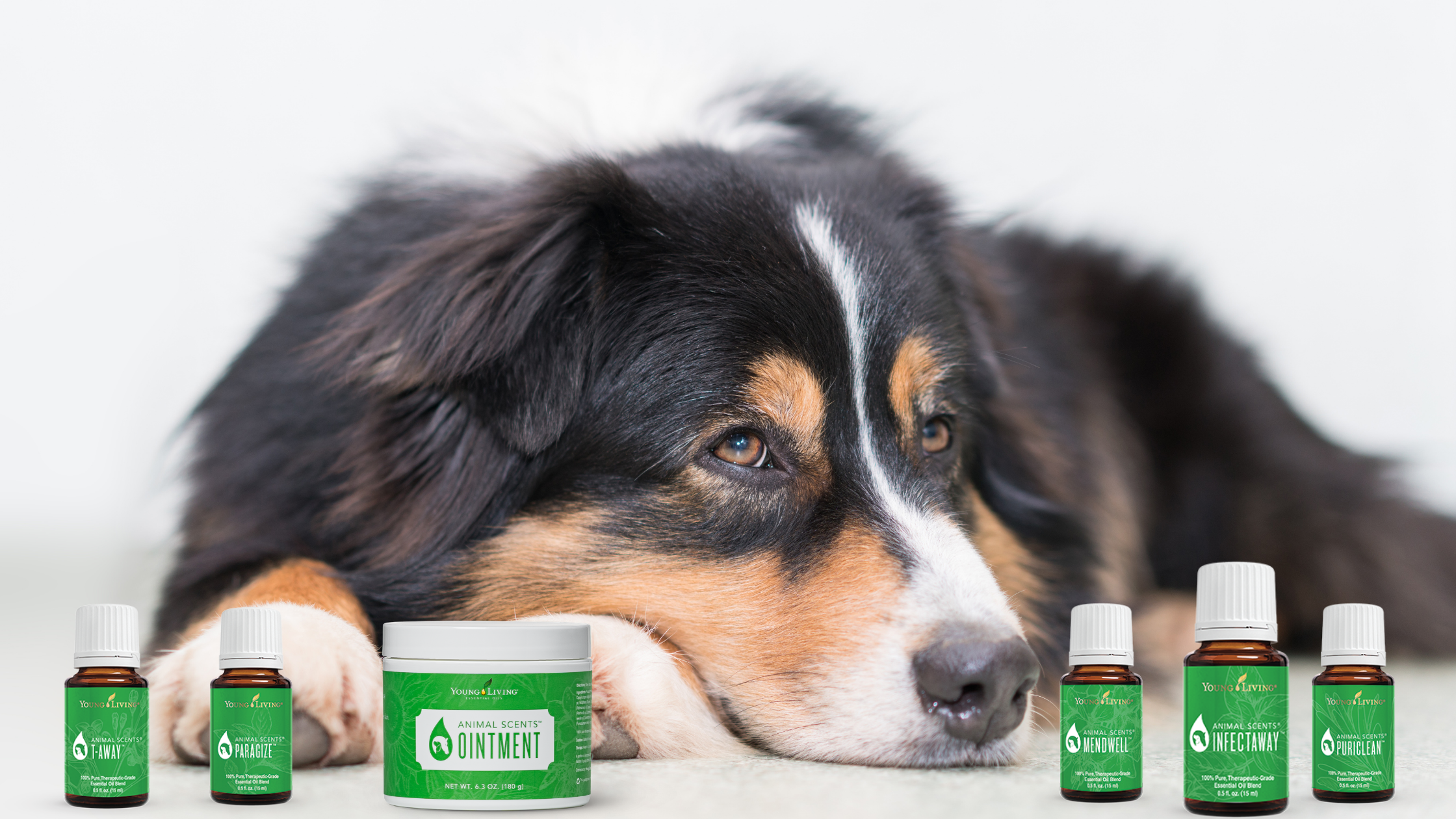 peace and calming oil for dogs
