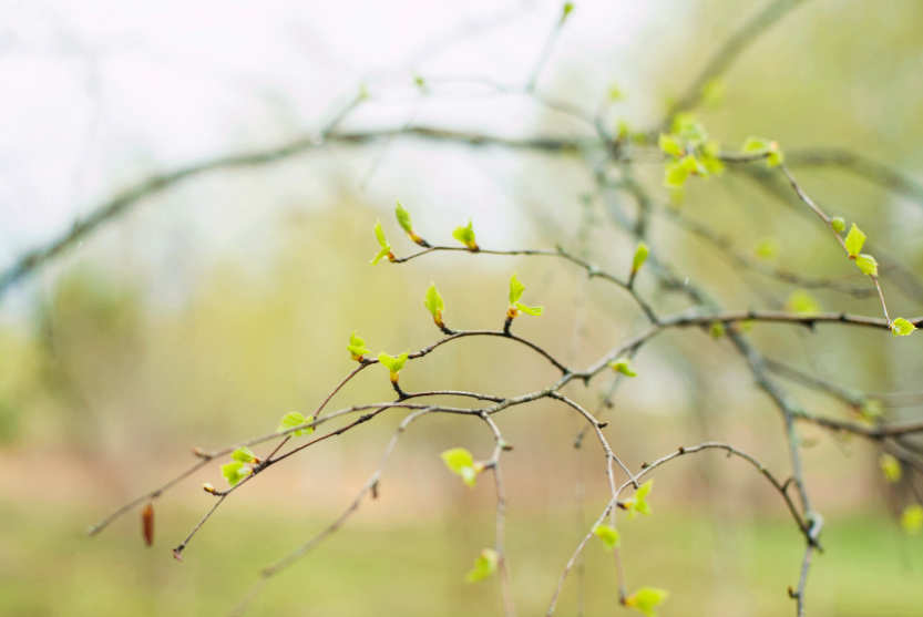Can Acupuncture help with seasonal allergy relief?