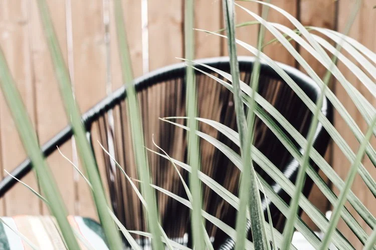 Spring, the liver + gallbladder 