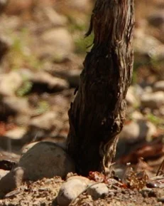 fotos_inter_terroir1.jpg