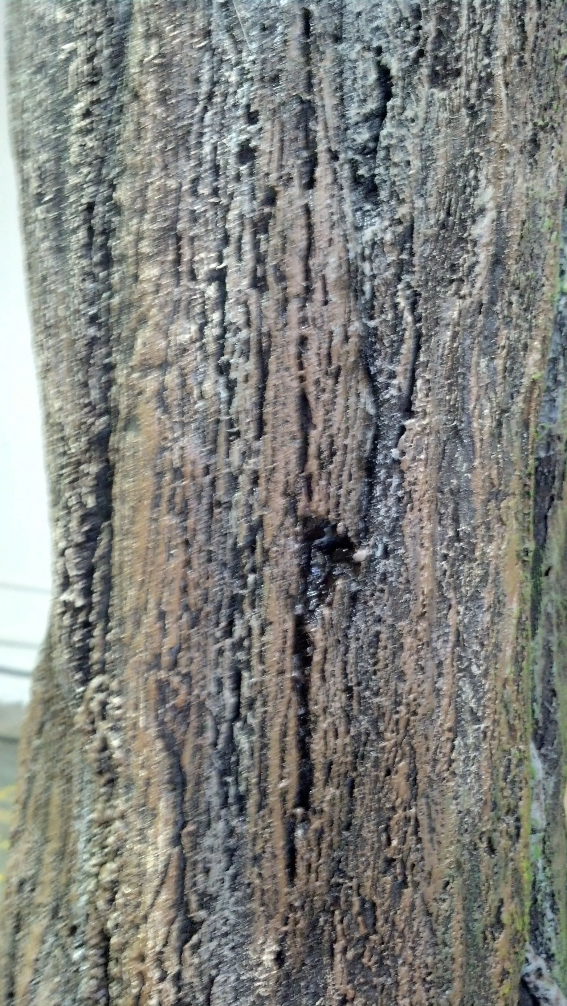 IMG_20130625_123909_540.jpg