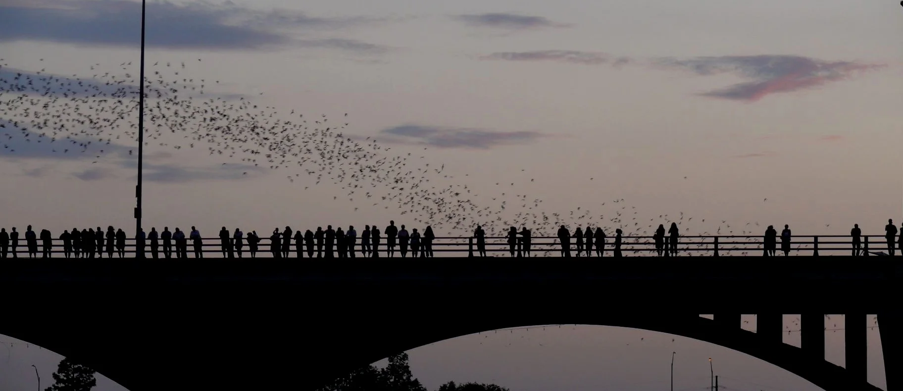 Austin_-_bats_watching_3.jpg