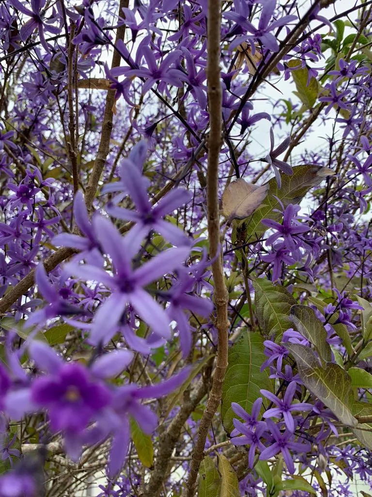 Petrea in the garden.jpg