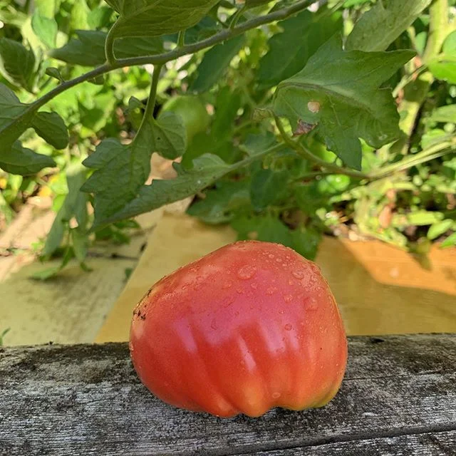 In luck found a ripe one