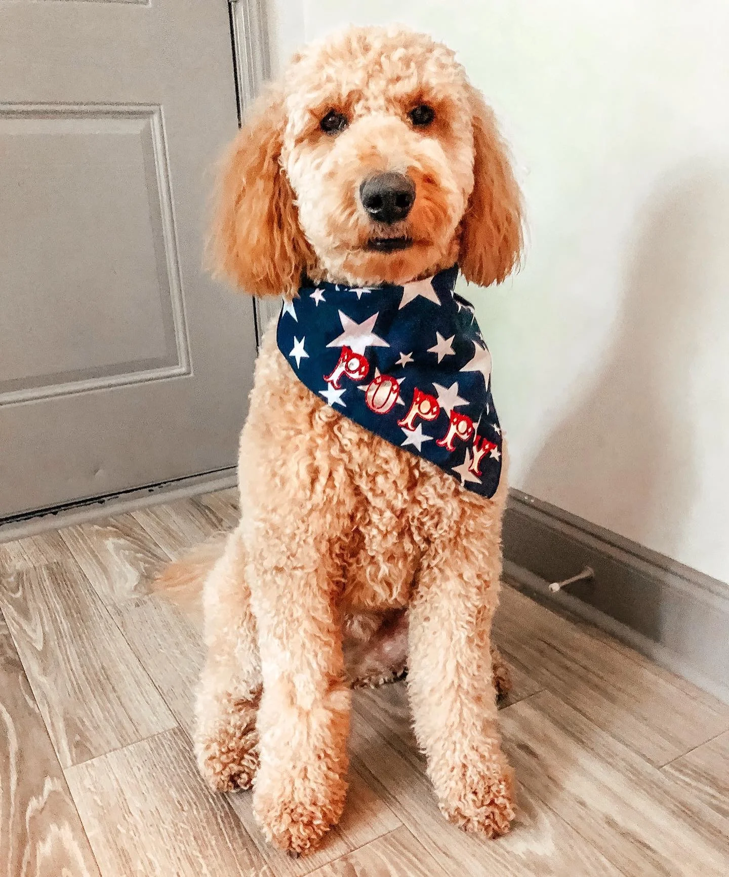 Patriotic Poppy