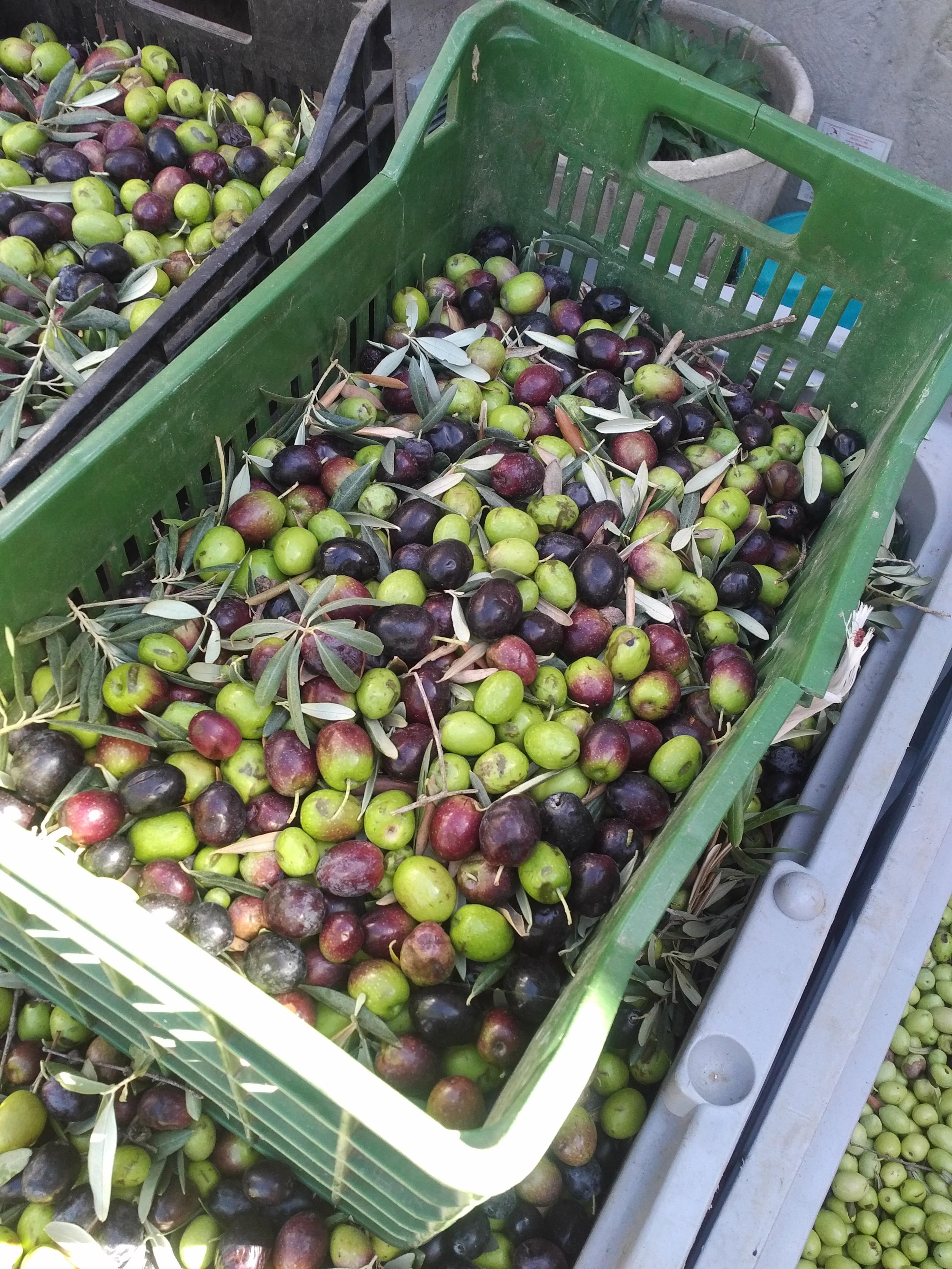 IMG_20171010_1255007 olives at harvest.jpg