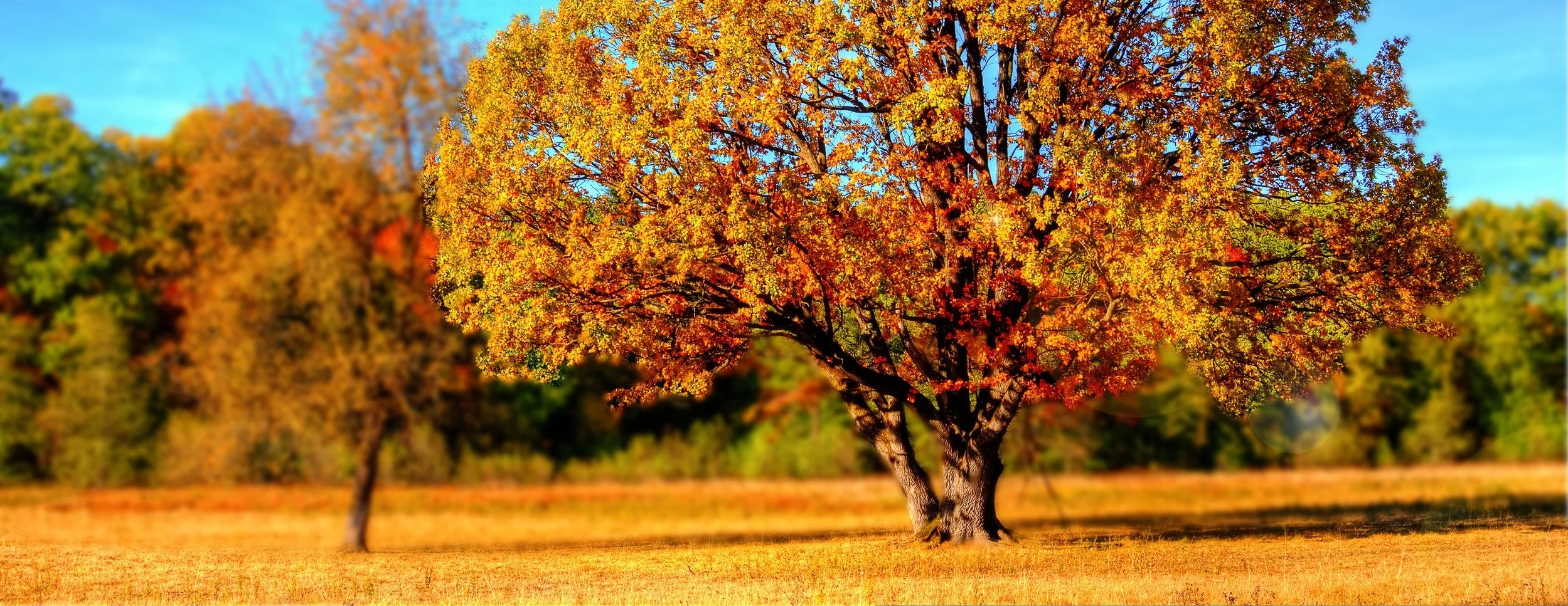 tree-99852.jpg