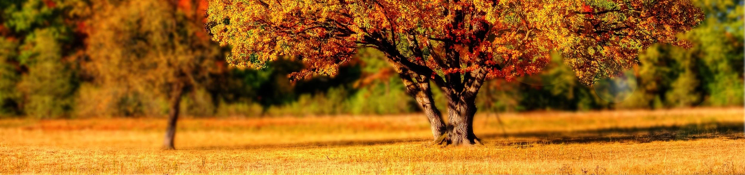 tree-99852.jpg