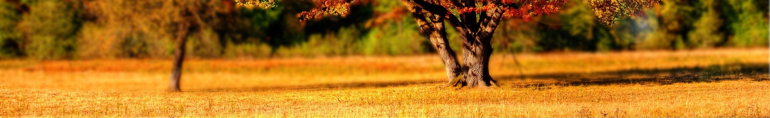 tree-99852.jpg