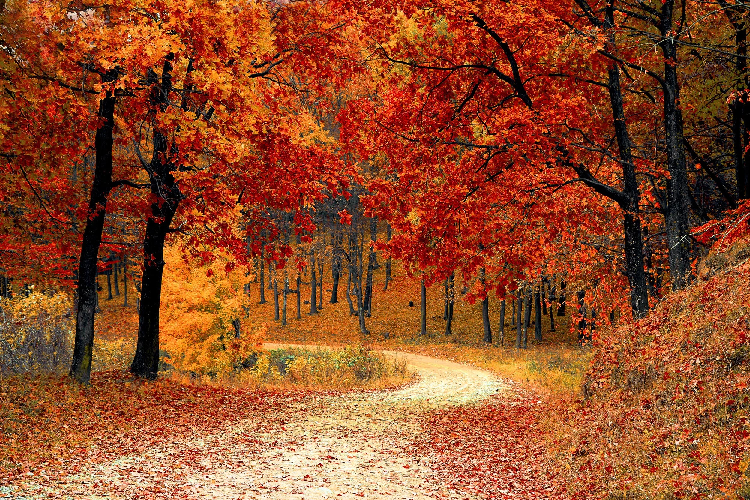 fall-1072821-resizedforweb.jpg