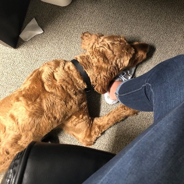 What is a clinic without a sweet dog to keep us company?!! We all love having Link up at the clinic whether is he taking a nap in Melissa's office on her foot or stealing a chair in Allison's office. 🐕 He brings so much joy here at ATC! ⠀
⠀
#wannabe