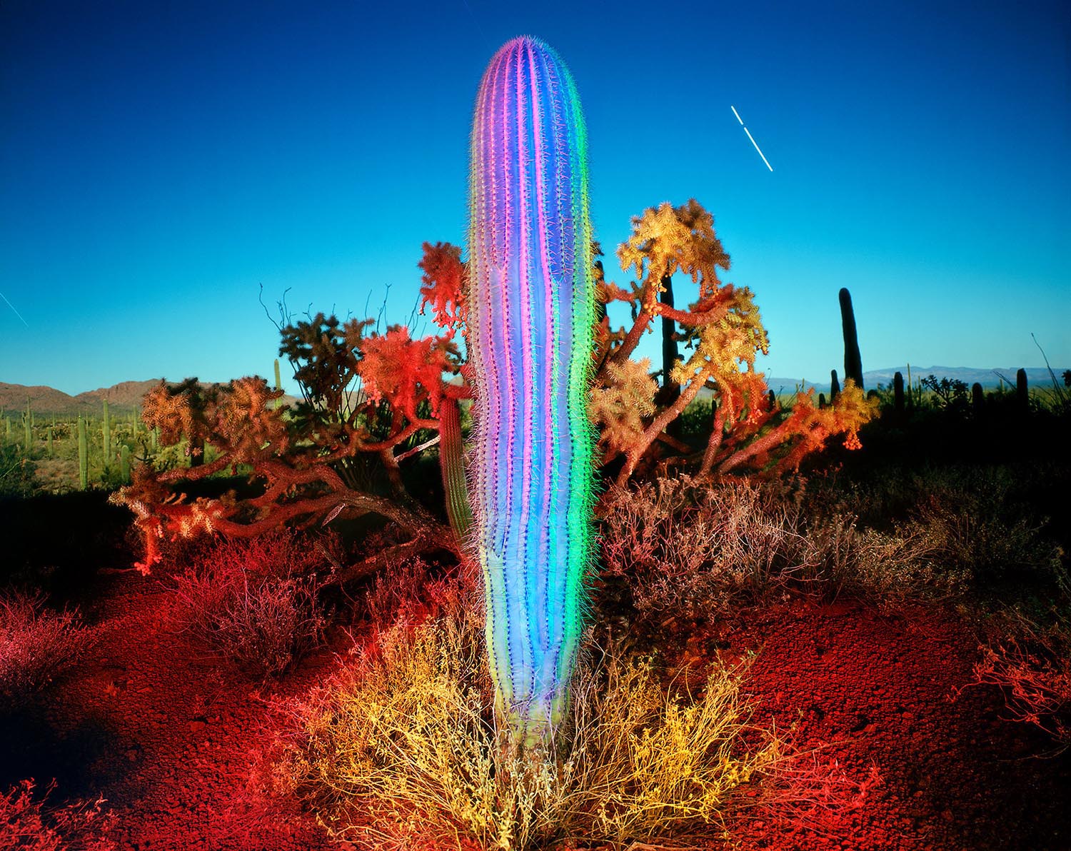 Blue Saguaro and Jupiter, Alamo Canyon, Arizona