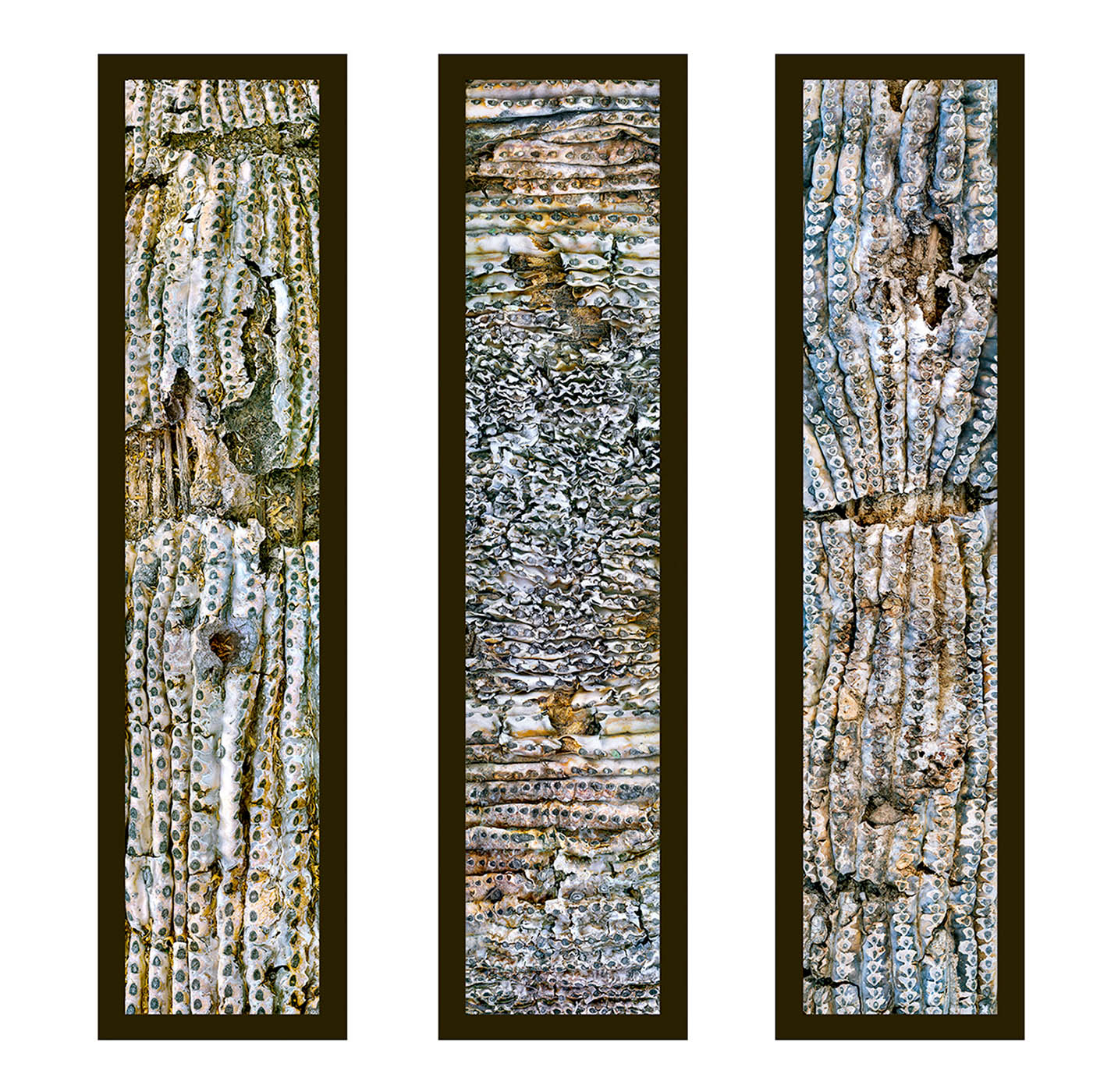 Saguaro Skin Triptych, first version, color