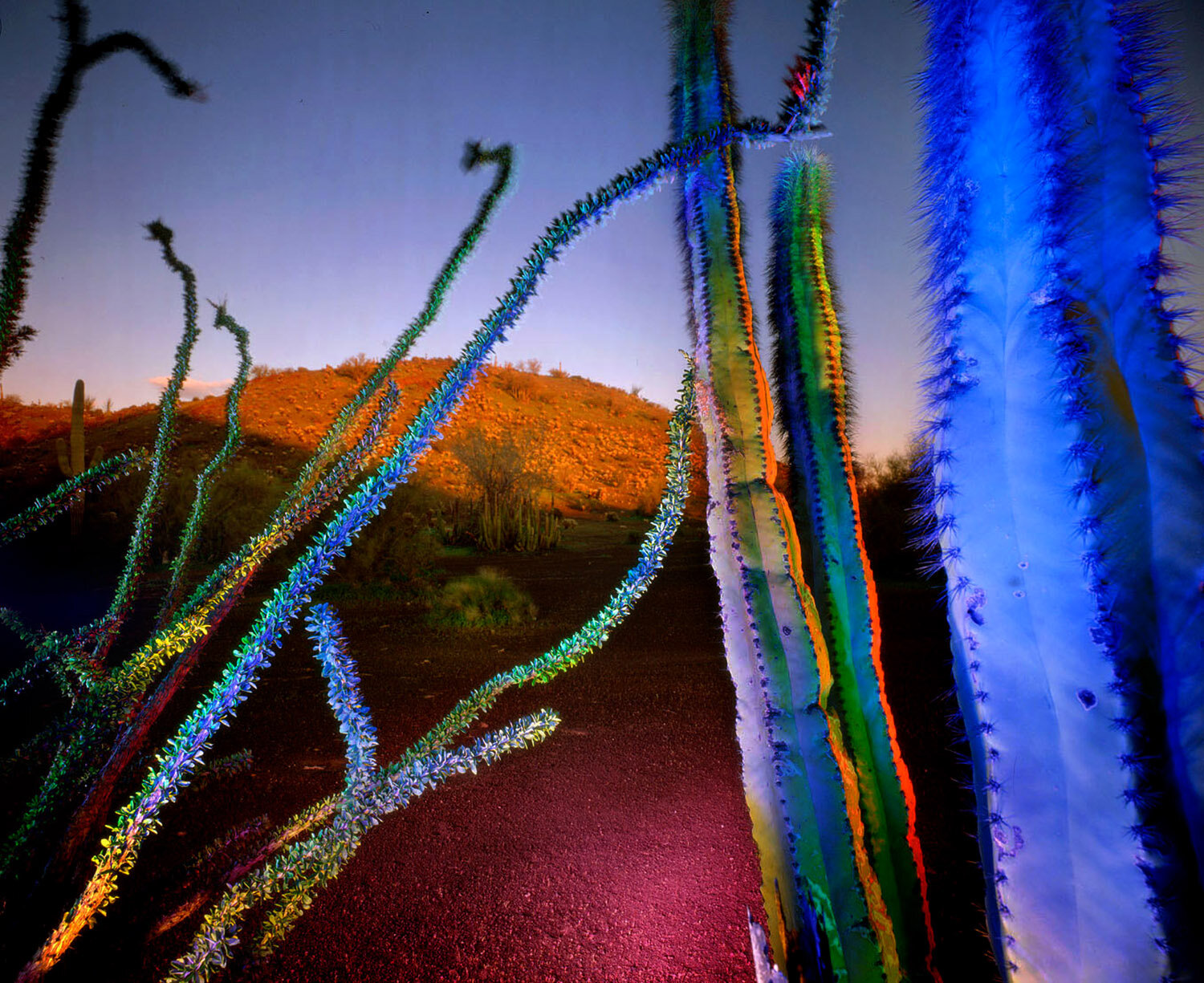 Blue and Red Senita and Ocotillos, near Quitobaquito Spring, Arizona