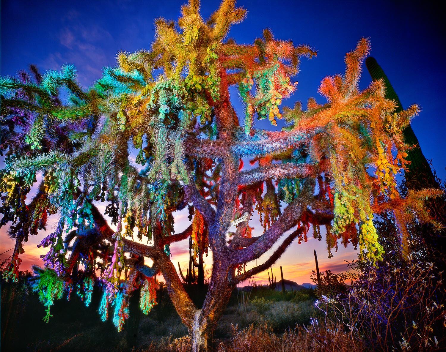 Cholla and Sunset, Organ Pipe Cactus National Park, AZ