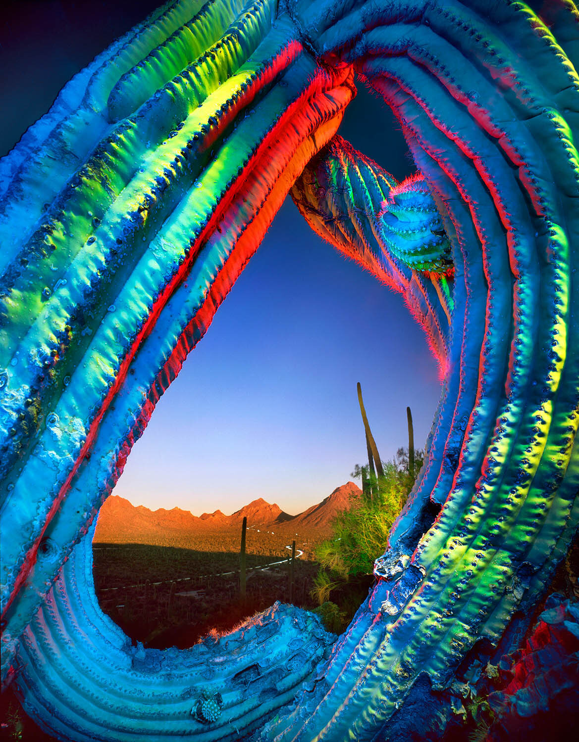 Heart of Saguaro, Blue and Red, near Gates Pass, Tucson, AZ