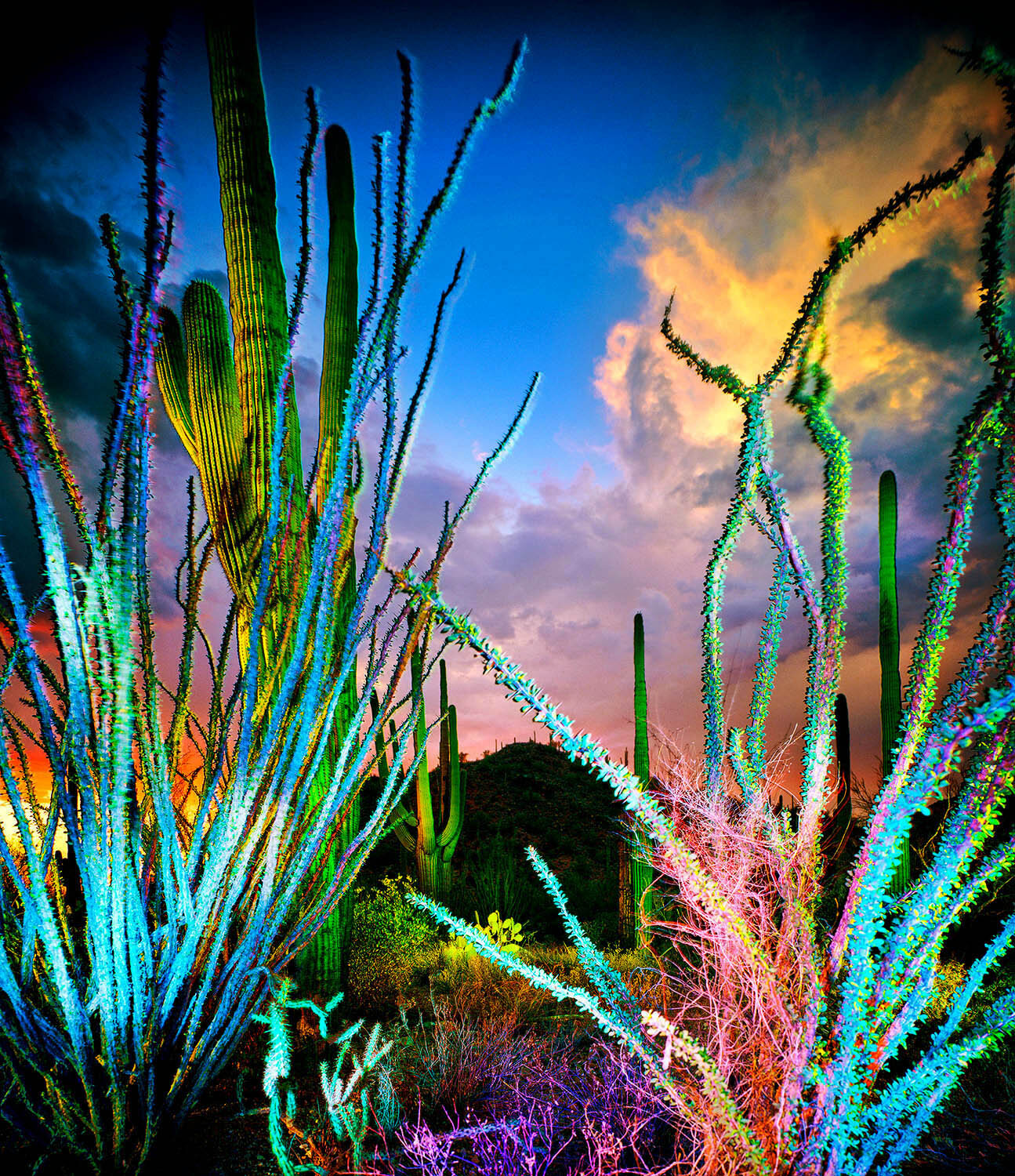 Ocotillos and Sunset, Summer Thunderstorm, Saguaro N.P., Tucson, AZ