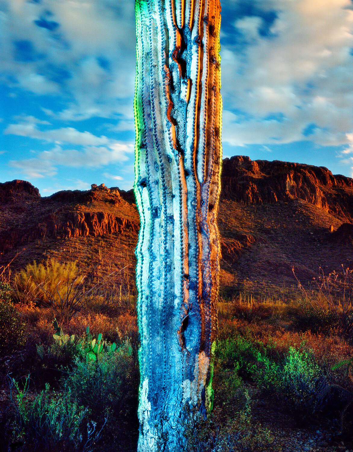 Old Saguaro below Gates Pass, Tucson, AZ