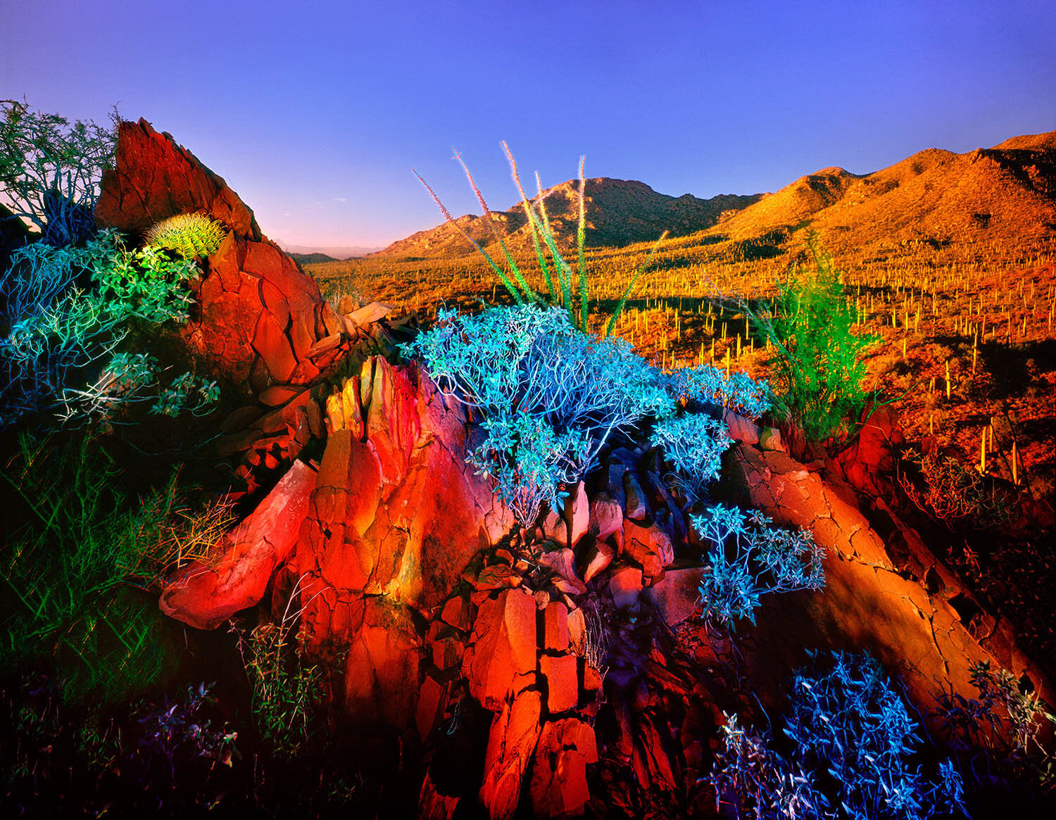 Red Mountain and Blue Brittlebush, Saguaro N.P., Tucson, AZ