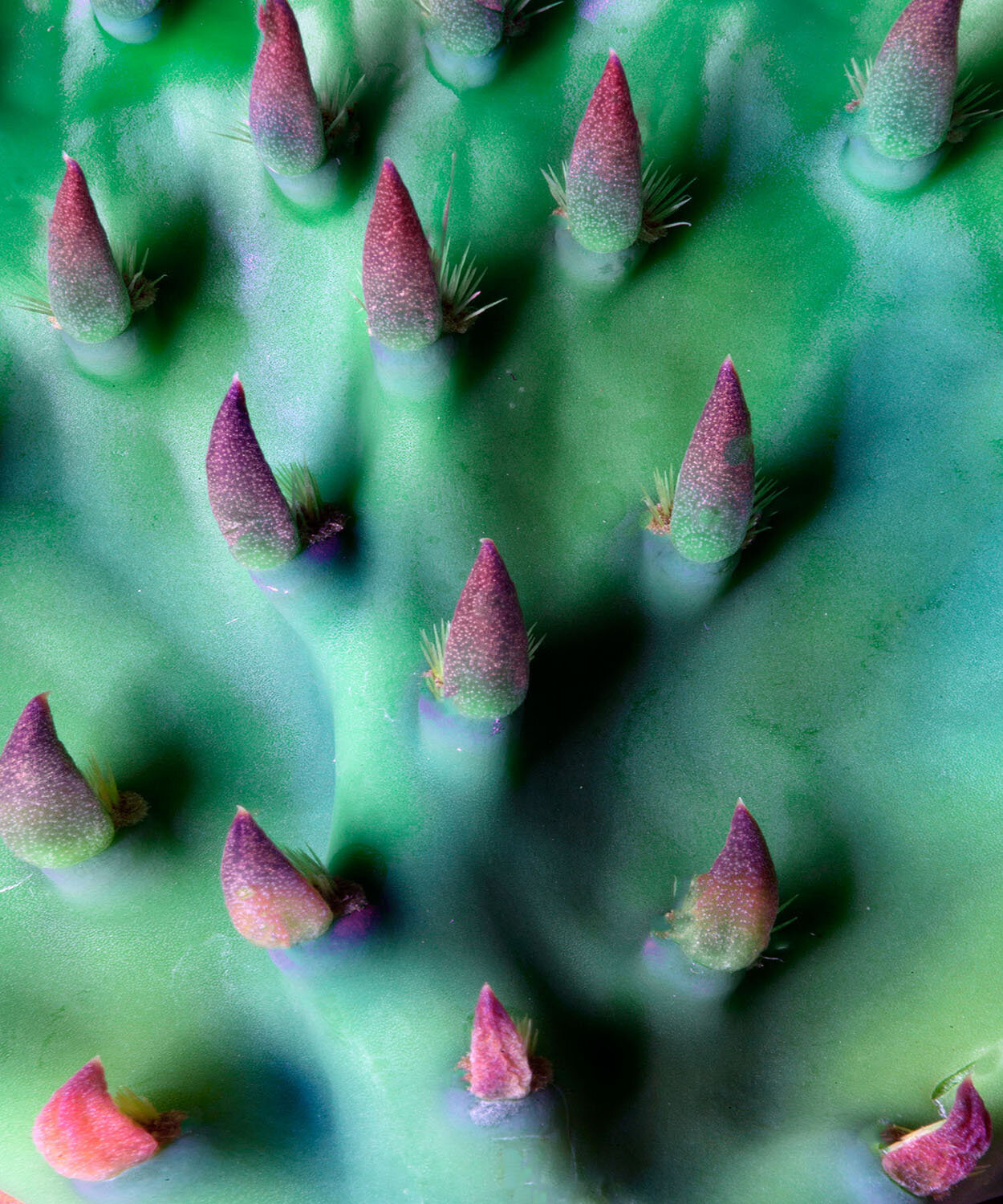 Young Prickly Pear Bud, New Pad #85