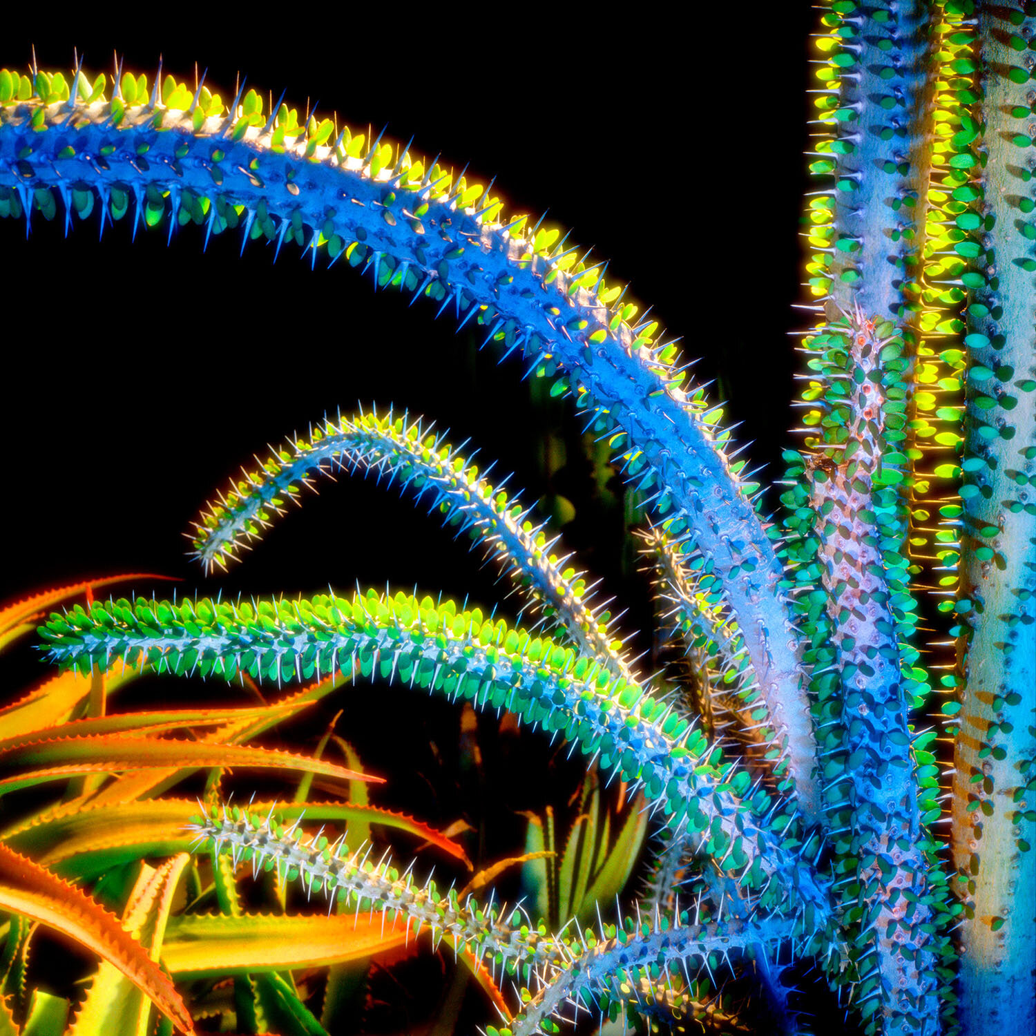 Ocotillos and Agaves, Desert Botanical Garden, Phoenix, AZ