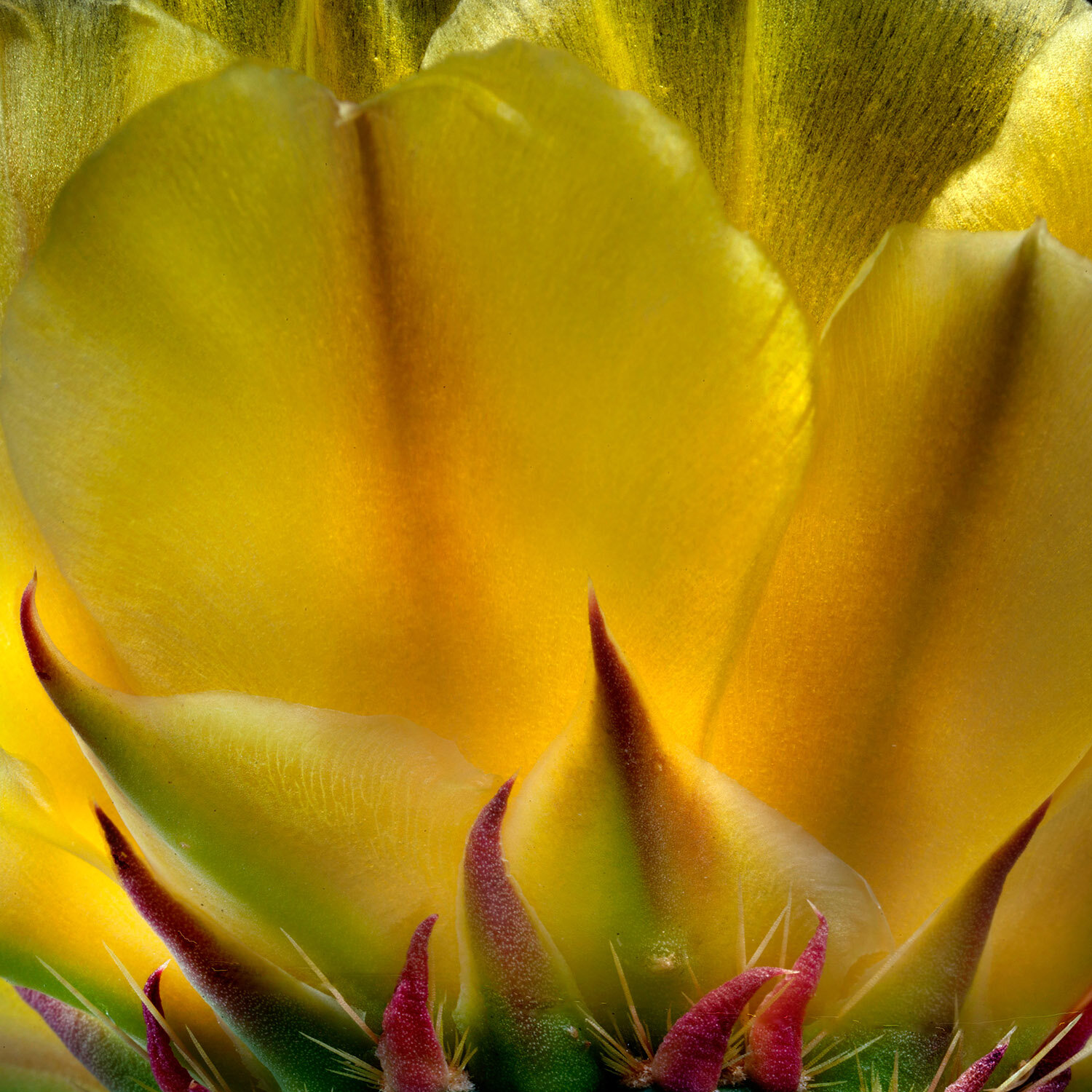 Prickly Pear Flower #218