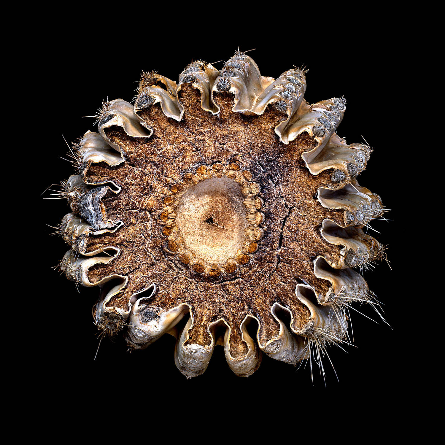 Saguaro Cactus Cross Section #2