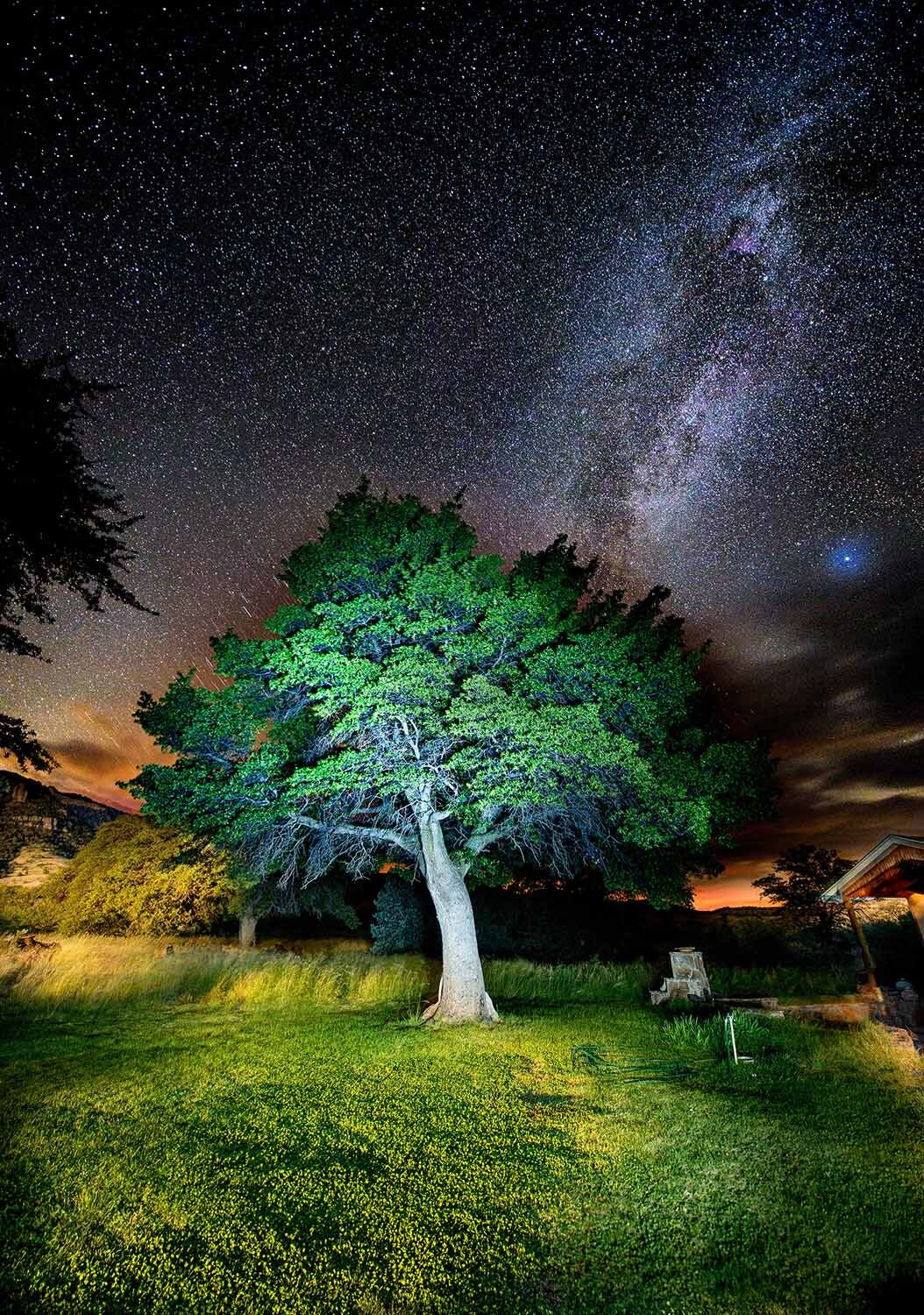 Oak Tree in Front Yard, Sunlight and Milky Way