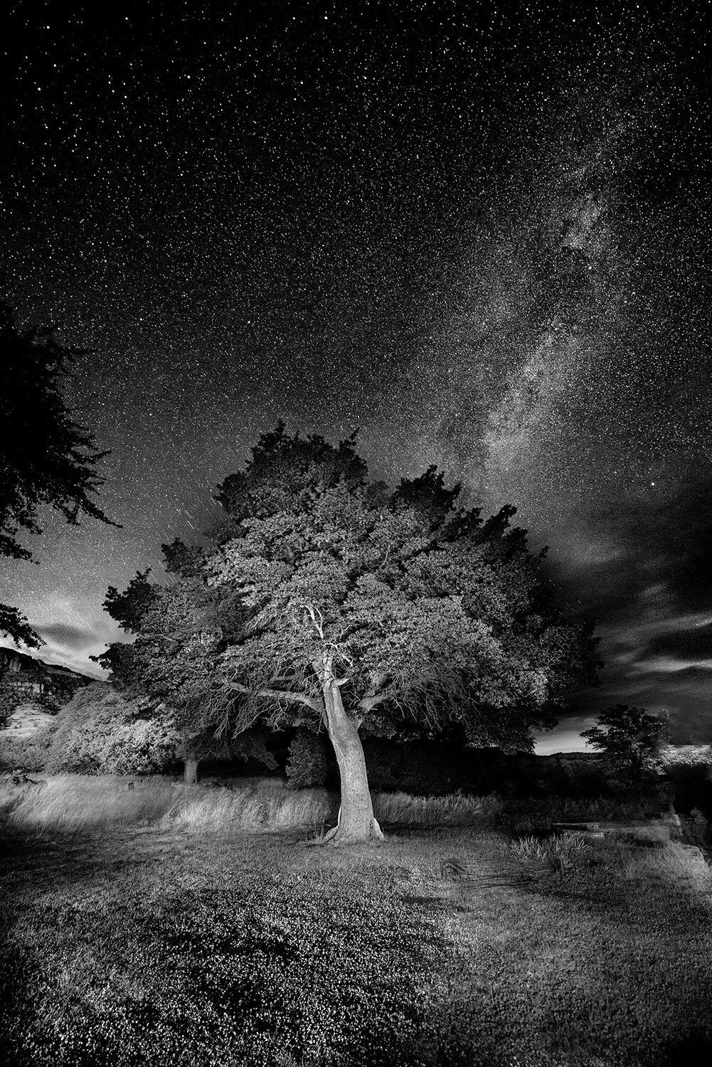 Oak Tree in Front Yard, Sunlight and Milky Way