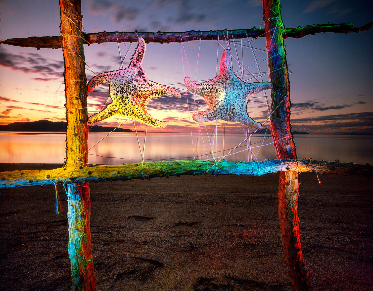 Starfish and Ocotillo Construction on the Sea of Cortez at Sunse