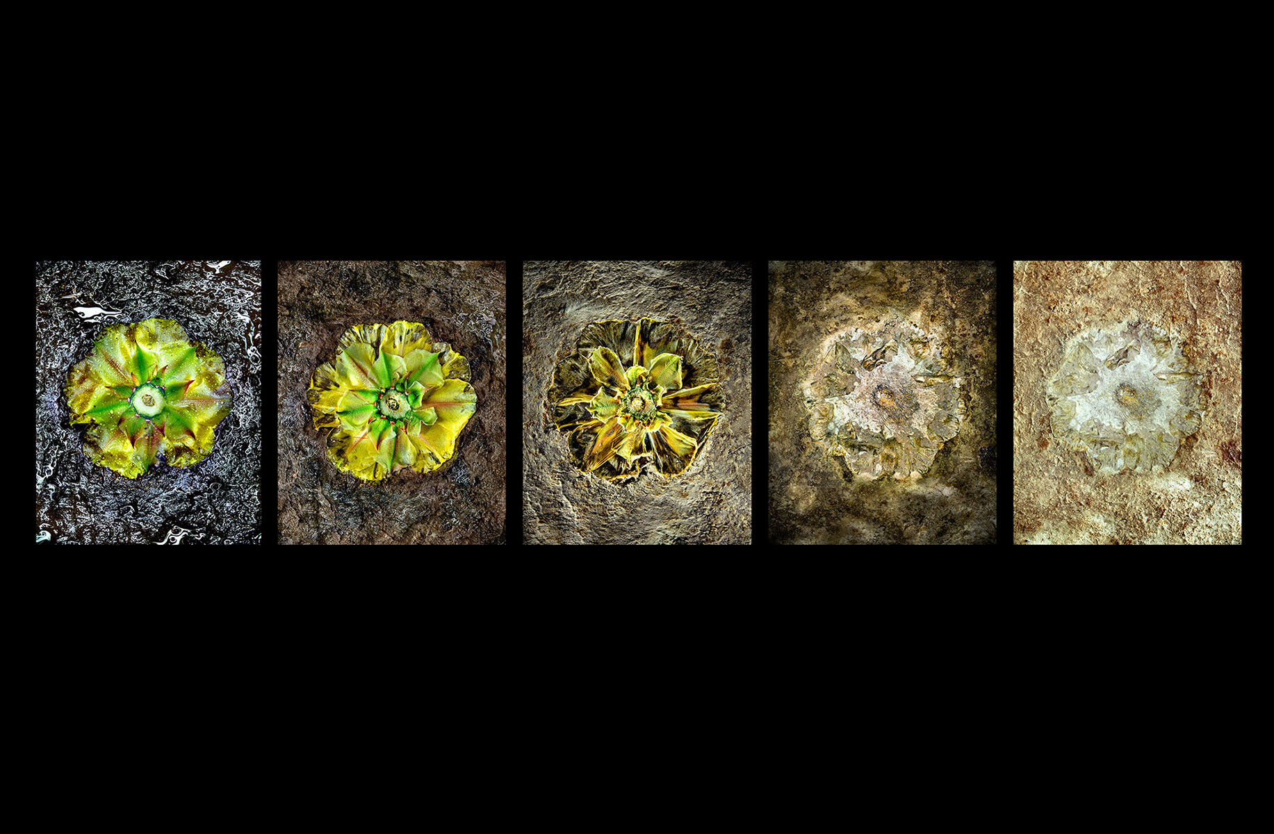 Cactus Flower Progression in Adobe, Five Panel, for RBG