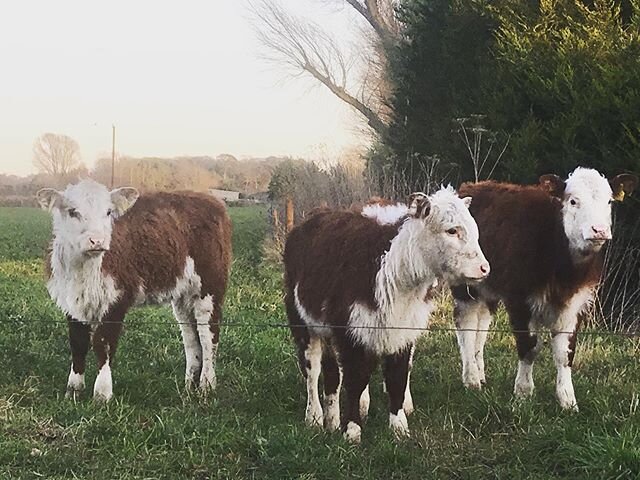 Afternoon tea and a walk around the village - so lovely to see the calves in the fields! 🐮 #pentney #westnorfolk #babycow #countrysidelife #countryliving #airbnb #escapetothecountry #norfolkholiday #norfolk #cottagebreak #spabreak