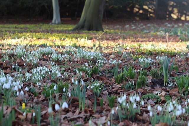 Snowdrops at #oxburghhall - a lovely stroll this afternoon @oxburghhall 🤍 @oxburgh_nt #nationaltrust #westnorfolk #snowdrops #visitnorfolk #springiscoming #notlongnow