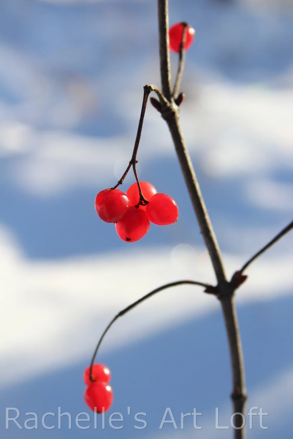 Cranberries in March
